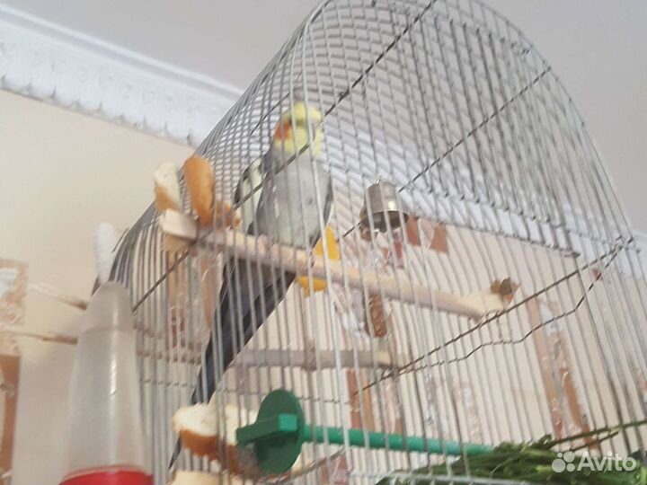 Попугай Корелла с клеткой