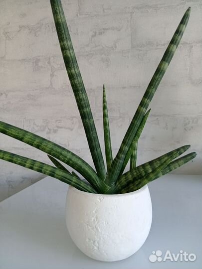Сансевиерия щучий хвост разные