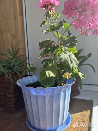 Домашние растения