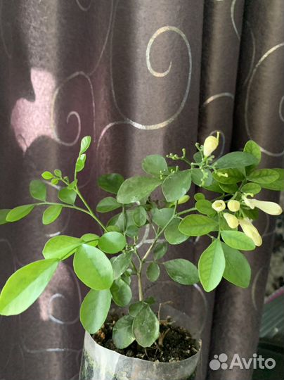 Муррайя метельчатая