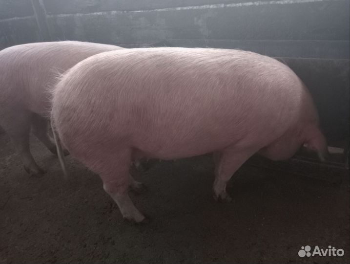 Опросные свинки