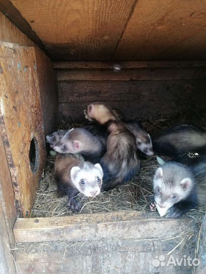 Продаются хорьки