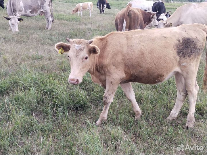 Корова телка