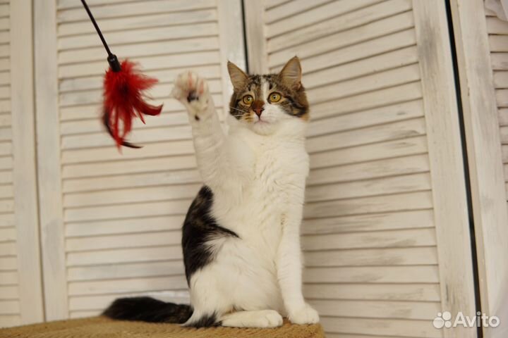 Ласкуша и красавица