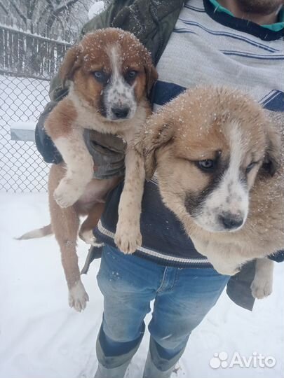 Продажа щенков Алабая