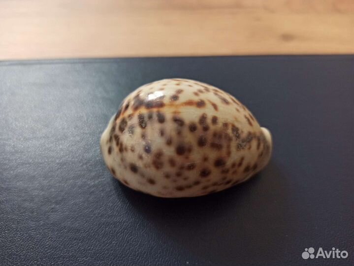 Морская раковина