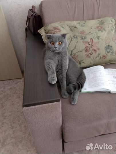 Вязка с британским котом