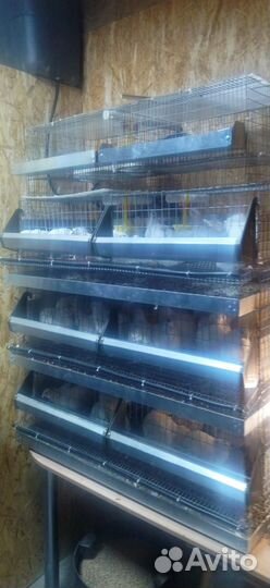 Клетки для перепелов