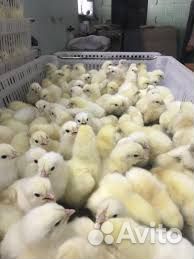 Суточная птица