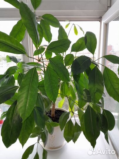 Комнатные цветы шефлера