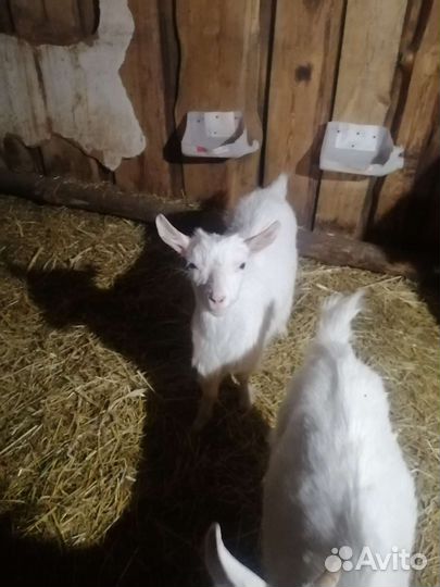 Зааненские козочки, 18.02.2023