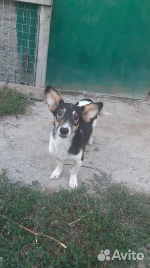 Молодой мальчик