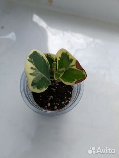 Фикус вайт марджин, де-гантель, ретуза мутабились