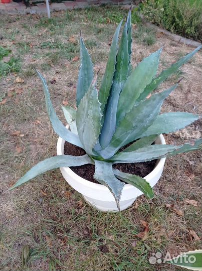 Агава голубая (текильная) и агава американская