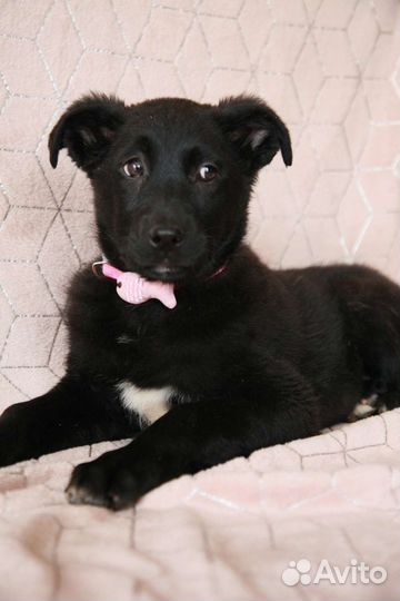 Щенок девочка в добрые руки