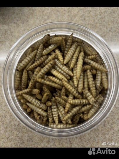 Личинки черной львинки сушёная