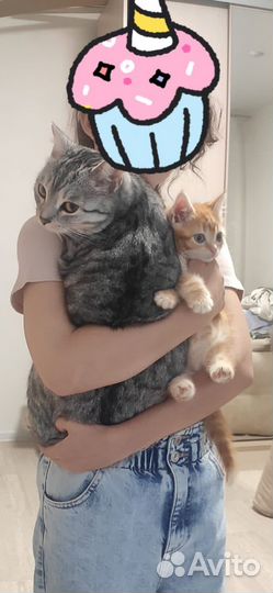 Британский кот