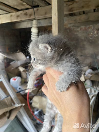 Отдам котят в добрые руки