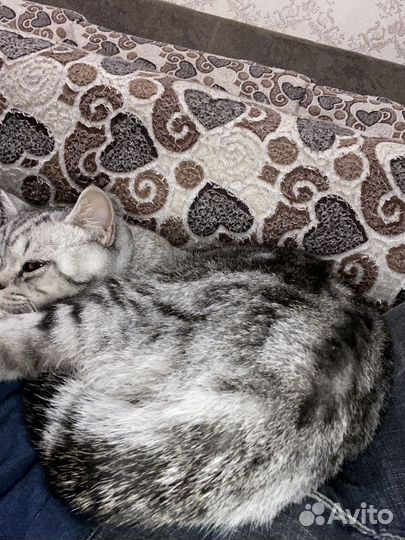 Шотландский кот, вязка