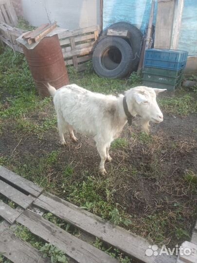 Козел зааненский