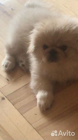 Щенки пекинеса