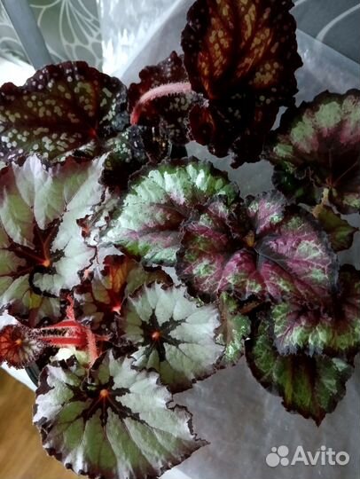 Бегония декоративно лиственная