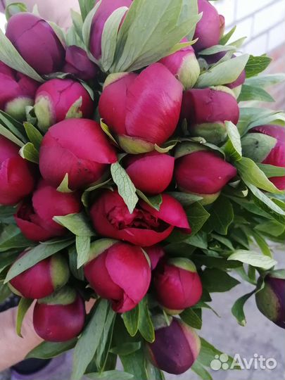 Корни пионов