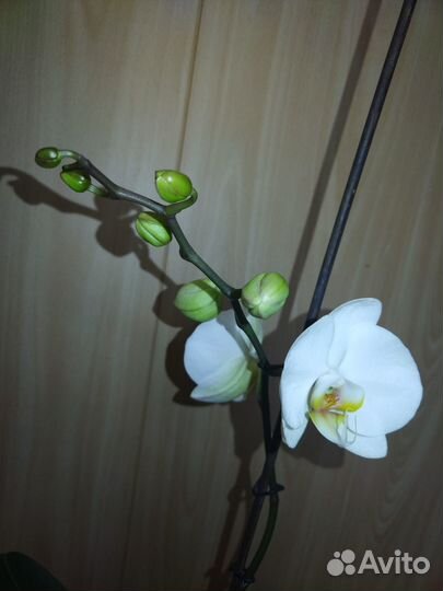 Орхидея, пальма Вашингтония веерная