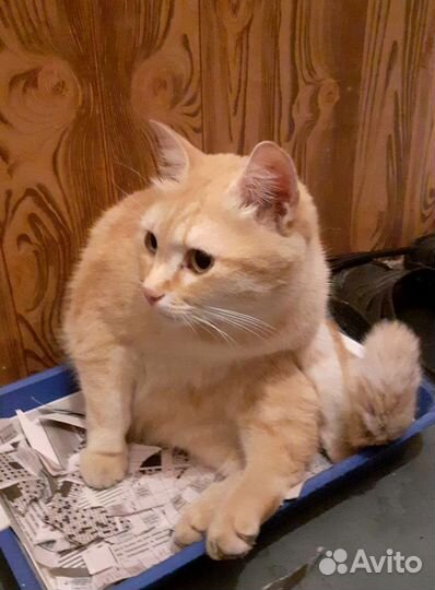 Нашелся кот