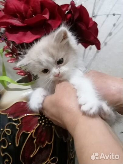 Котенок мальчик бесплатно