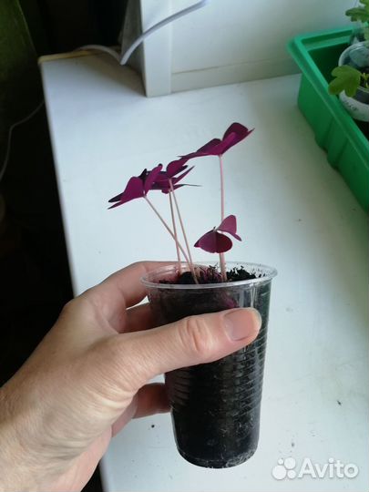 Кислица (Оксалис)