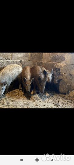 Дикие кабаны смесь с венгерским