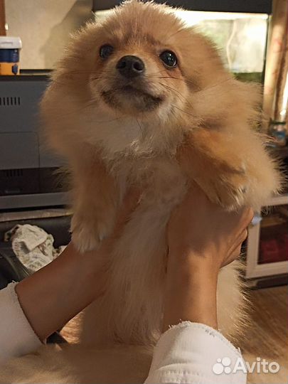 Продаются собаки