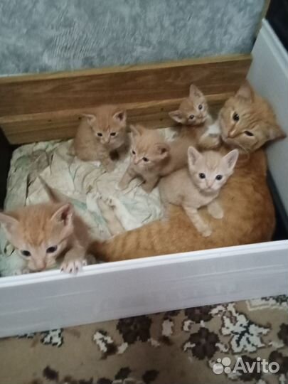 Отдам в добрые руки