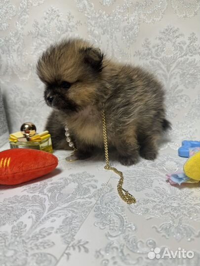 Медвежата шпицы