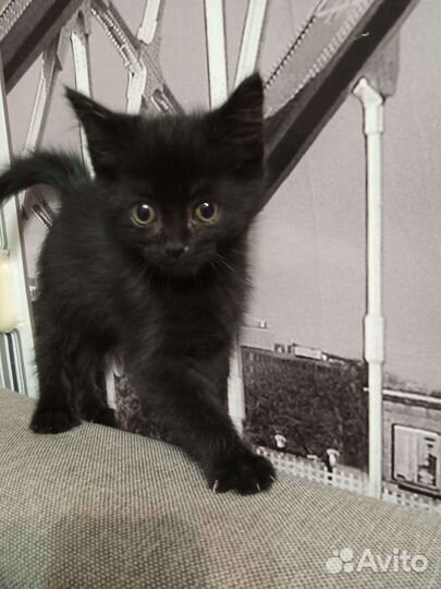 Котенок ищет дом