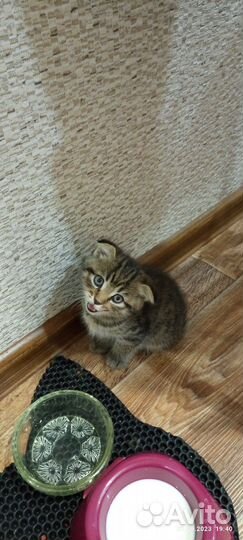 Кошки в добрые руки