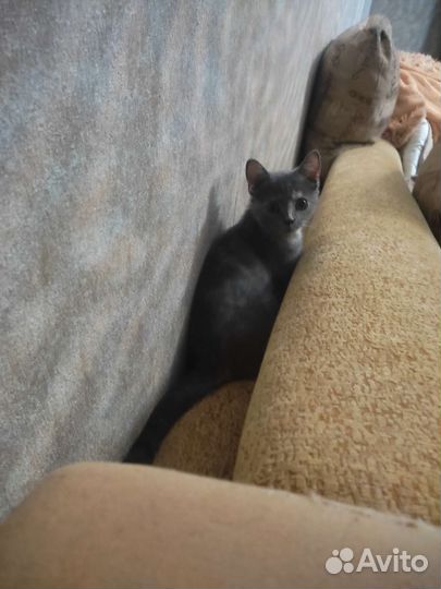 Отдаем котенка в добрые руки