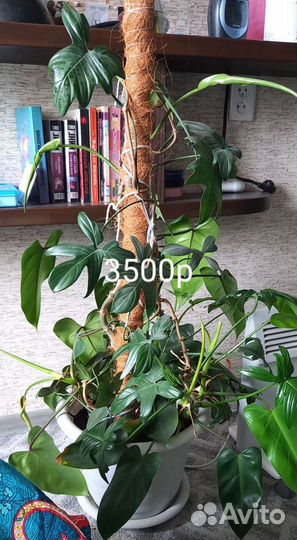 Продам цветы комнатные