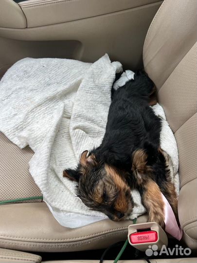 Йоркширский терьер девочка