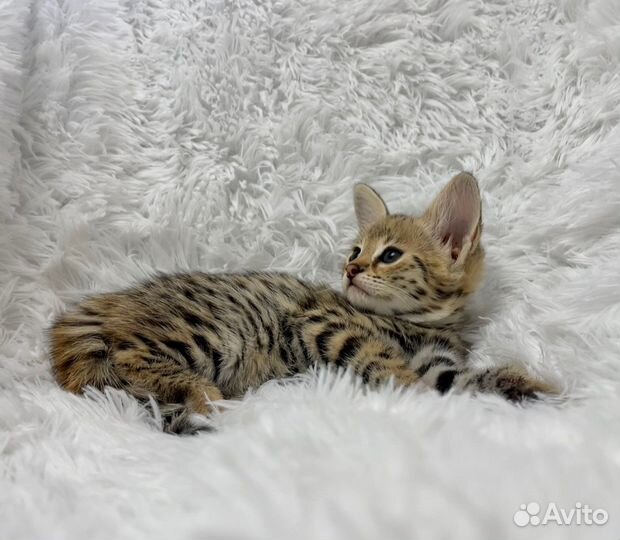 Savannah F1/саваннаф1