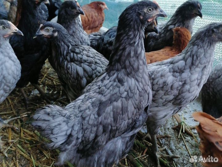 Куры несушки молодые