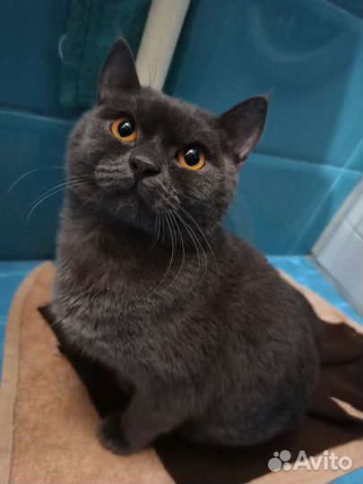 Британец котик в добрые руки