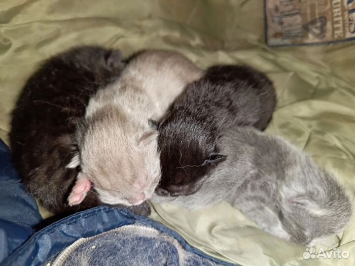 Шотландские котята