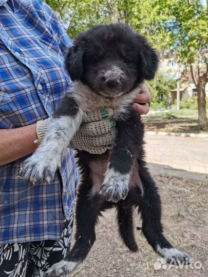 Собака щенок мальчик