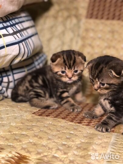 Шотландские вислоухие котята