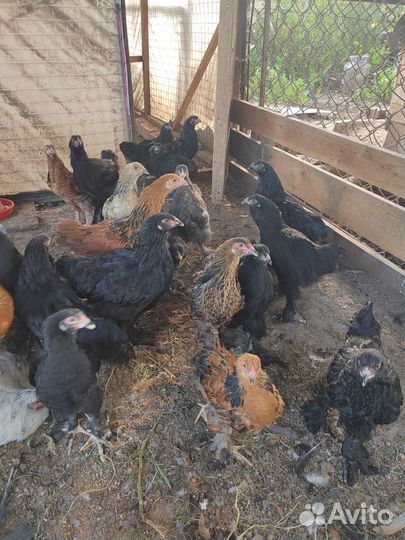 Цыплята и куры брама