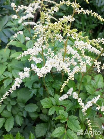 Многолетники для сада