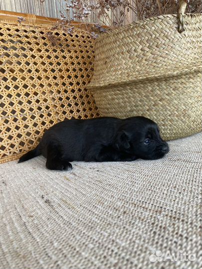 Щенята от мальтипу