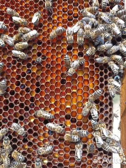 Перга пчелиная